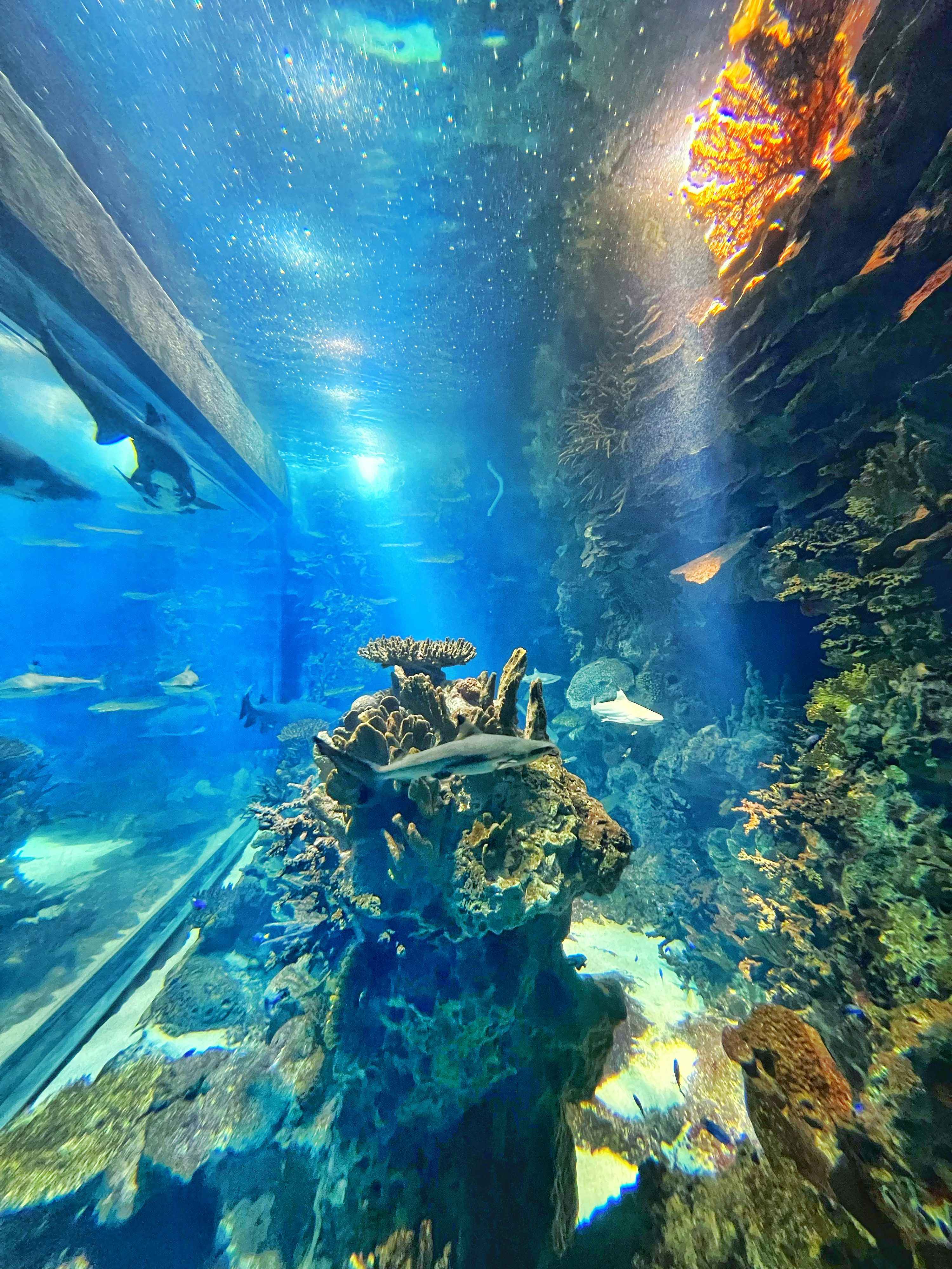 Large aquarium